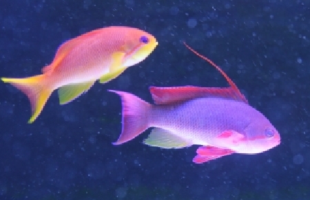  Pseudanthias squamipinnis (Lyretail Anthias, Jewel Anthias, Scalefin Anthias)